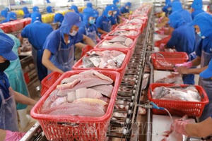 Giải pháp nào bảo tồn nguồn lợi hải sản trên biển?