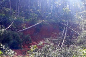 Rừng Lâm Hà tiếp tục bị chặt phá Rừng Lâm Hà tiếp tục bị chặt phá