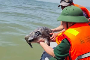 Rùa biển quý hiếm nặng 15 kg được giải cứu Rùa biển quý hiếm nặng 15 kg được giải cứu