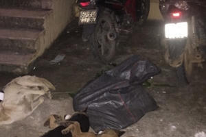 Hoà Bình: Truy bắt nhóm "cẩu tặc" trộm hơn 1 tạ chó