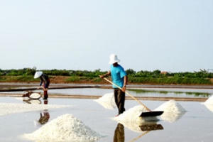 Phó Thủ tướng chỉ đạo mua tạm trữ muối niên vụ 2016 Phó Thủ tướng chỉ đạo mua tạm trữ muối niên vụ 2016