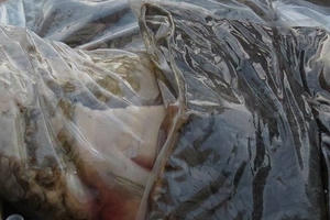 Hải Phòng: Bắt xe chở gần 10 tấn nội tạng bốc mùi hôi thối