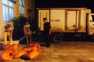 Quảng Ninh: Thu giữ hàng trăm kg sò biển không rõ nguồn gốc xuất xứ