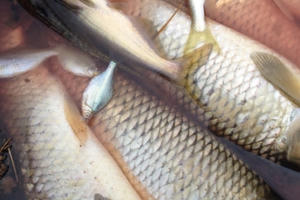 Thanh Hóa: Cá tiếp tục chết trên sông Bưởi, cần làm rõ nguyên nhân ô nhiễm