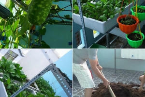 Đáng nể khu vườn 8m² vẫn thoải mái rau sạch ăn