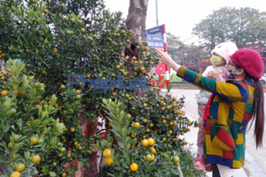 Thời tiết ngày mùng 2 Tết: Không khí lạnh tăng cường, Bắc Bộ mưa rét