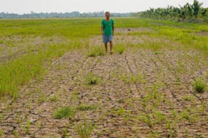 Nỗi buồn “vựa lúa”