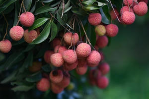 Việt Nam sẽ xuất khẩu 100 tấn vải thiều sang Australia