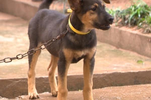 Cấm đối xử vô nhân đạo với vật nuôi