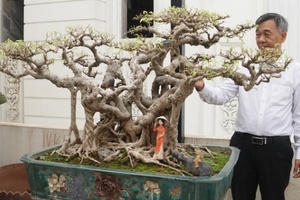 Đại gia chi gần 10 tỷ đồng mua cây cảnh đặt trên sân thượng ngắm mỗi ngày