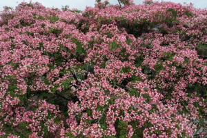 Muồng Anh Đào – tươi hồng trong giá lạnh