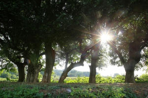 Rặng duối cổ hơn 1000 năm tuổi ở Hà Nội