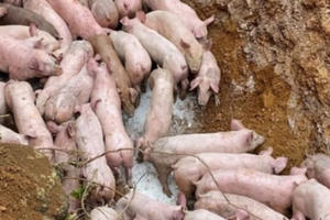 Xác định người vứt 83 con lợn ven đường vì nghi nhiễm dịch ở Thanh Hoá