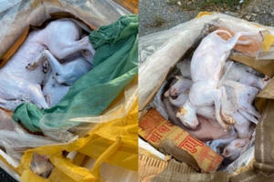 Nghệ An: Kiểm tra xe khách phát hiện hơn 600 kg thịt, nội tạng động vật đã bốc mùi