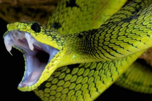 Bị rắn độc cắn, sơ cứu thế nào để không nguy hiểm tính mạng?