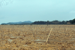 Quảng Ninh: 22ha rừng trồng ở Móng Cái chết 100%, nguyên nhân đã rõ - trách nhiệm bỏ ngỏ?