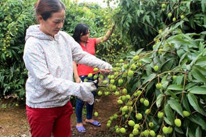 Điểm báo ngày 8/6/2017: Bội thu mùa vải sớm