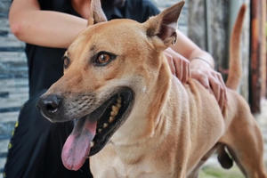 Chú chó Phú Quốc đắt giá nhất Việt Nam được đại gia khắp nơi “săn đón”