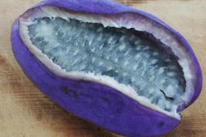 Kỳ lạ với nho Nhật siêu đắt, mỗi quả giá hơn 300.000 đồng