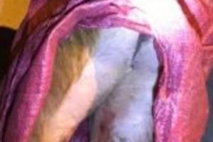 Kon Tum: Phát hiện xe ô tô vận chuyển thịt động vật hoang dã