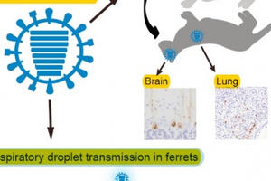 Bộ Y tế Khuyến cáo phòng chống virus cúm A(H7N9) độc lực cao ở người