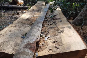 Bắt 3 đối tượng liên quan vụ phá rừng Bạch Tùng cổ thụ ở Lâm Đồng