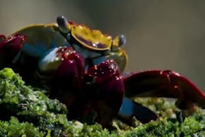 Cận cảnh màn "khinh công" đẹp mắt như phim hành động của cua biển