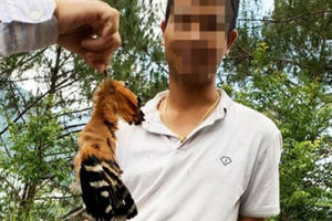 Lâm Đồng: Bắn hạ cặp chim Đầu Rìu, một người bị phạt 10 triệu đồng