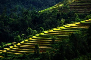 Thu sang, Mù Cang Chải đẹp đến nao lòng