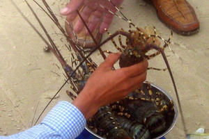 Vụ tôm hùm chết hàng loạt: Người nuôi nghi ngờ do doanh nghiệp xả thải