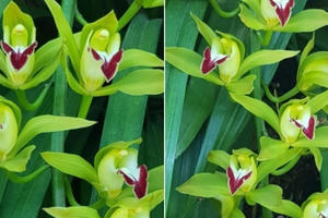 Đại gia Hà thành chi 2 tỷ mua lan Trần Mộng siêu hiếm chơi Tết