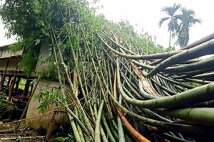 Lào Cai: Giông lốc trên diện rộng khiến ít nhất 71 nhà dân bị tốc mái và 2 người bị thương