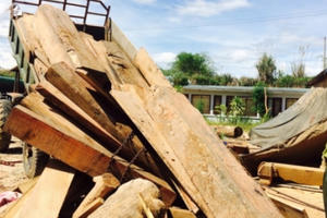 Kon Tum: Xe chở gỗ lậu "tàng hình" đi qua Hạt kiểm lâm?