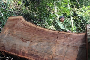 Vì lợi nhuận trước mắt, người dân “hóa” lâm tặc… phá rừng