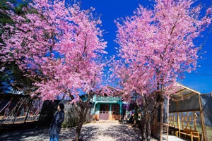 Mai anh đào Đà Lạt nở sớm