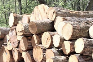 Xuất khẩu gỗ của Việt Nam: 13 tỷ USD - con số trong tầm tay?