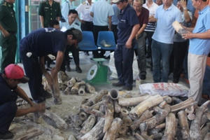 Thêm một vụ buôn lậu ngà voi tại cảng Cát Lái