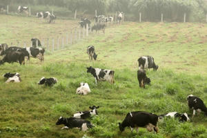 Slide - Điểm tin thị trường: Vinamilk mua công ty mẹ của Sữa Mộc Châu