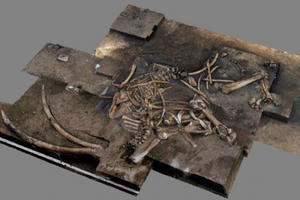 Phát hiện bộ xương voi cổ đại 300.000 năm tuổi ở Đức