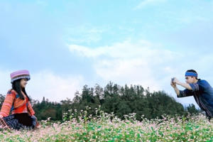 Mê hoặc mùa hoa tam giác mạch Tây Bắc