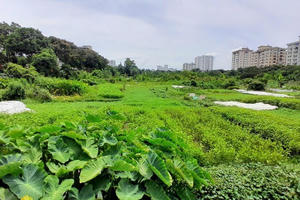 Hà Nội giao 7.452,7m² đất tại xã Thanh Trì cho Công ty Fortune xây dựng nhà ở thấp tầng