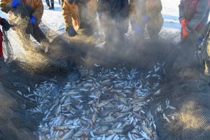 Khách du lịch hào hứng câu cá trên mặt hồ đóng băng ở Mông Cổ