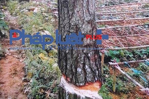 Kỳ 5 - Vụ phá rừng khôn khéo ở Vĩnh Phúc: Lập Đoàn Thanh tra theo nội dung báo Pháp Luật Việt Nam phản ánh