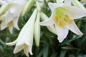 Trắng tinh khôi loa kèn gọi tháng 4 về