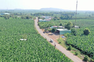 Ngắm nhìn những “bông hoa cầu vồng” trên cánh đồng chuối ngút ngàn ở Đồng Nai