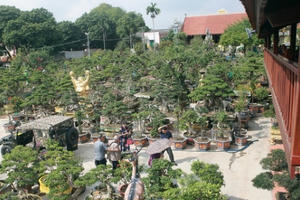 "Xâm nhập" vườn duối cổ trăm tuổi giá triệu đô của đại gia Hải Dương