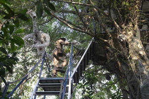 Kỳ dị nhà trên... cây "chẳng giống ai" ở Hà Nội
