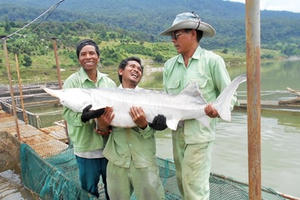 Tuyệt phẩm từ cá tầm - loài cá hoàng gia