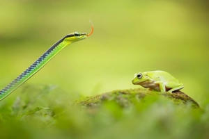 Thế giới động vật siêu thực qua ống kính phó nháy Indonesia