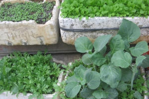 Rau trồng trong hộp xốp tại gia chưa hẳn an toàn